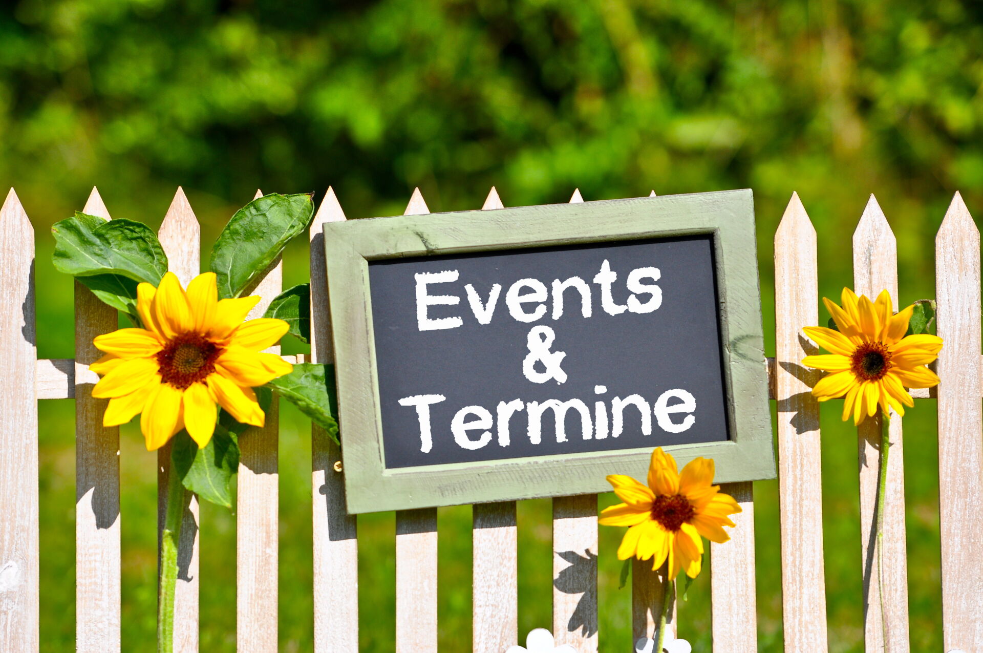 Eine Tafel mit der Aufschrift "Events & Termine" an einem Zaun mit Sonnenblumen, kündigt Veranstaltungen in Hochkirch an.
